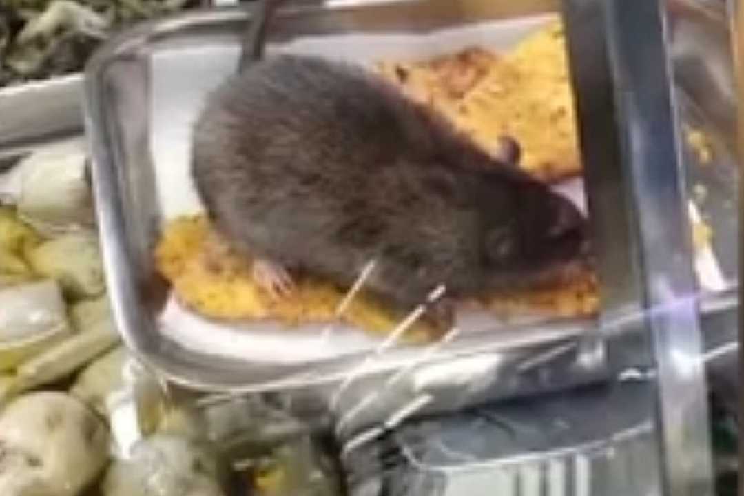Roma, un topo mangia nel bancone gastronomia di un supermercato