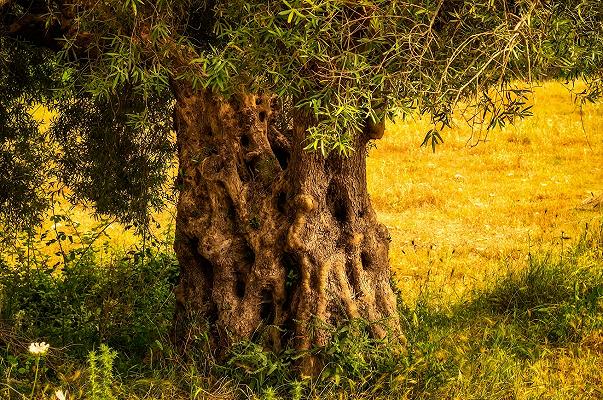 Xylella: incendiati 500 ulivi secolari nel Salento