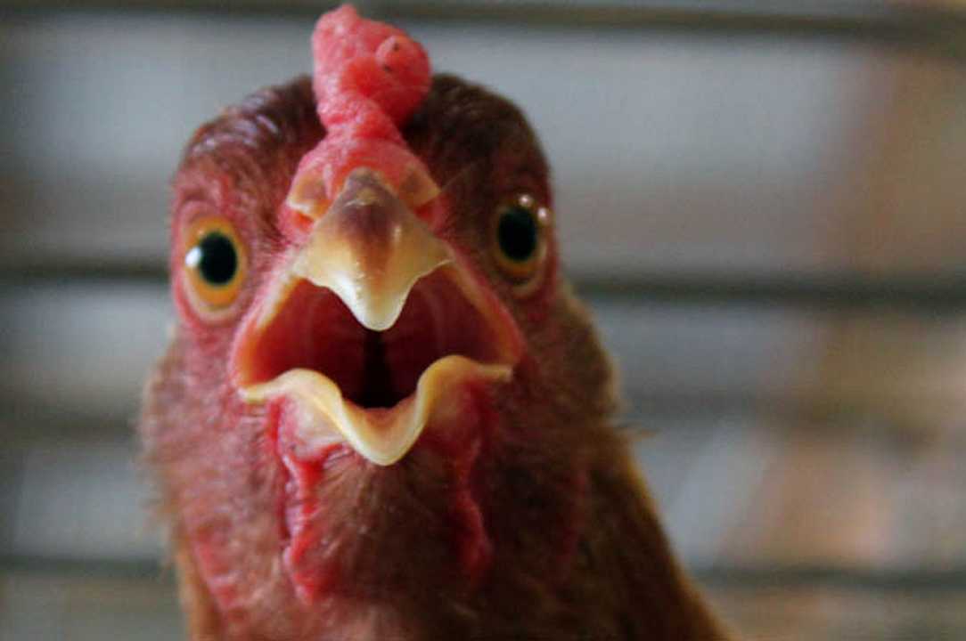 Influenza aviaria: per i complottisti è una fake news, “È solo Covid per i polli”