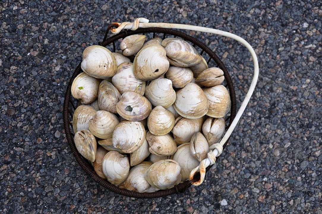 Chioggia, scovato un centro di lavorazione di molluschi abusivo: sequestrati 540 chili di vongole