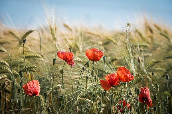 Agricoltura biodinamica: la Puglia dice no, “Non è un metodo scientifico”