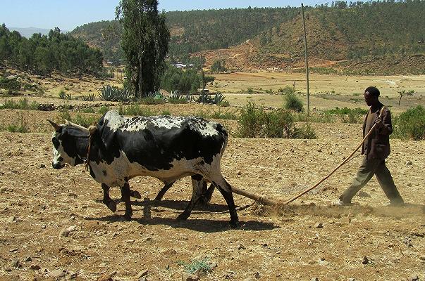 Etiopia: il 90% degli abitanti del Tigrè ha bisogno di aiuti alimentari