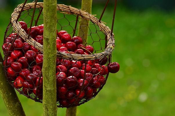 Romagna: ortofrutta a rischio, manca la manodopera