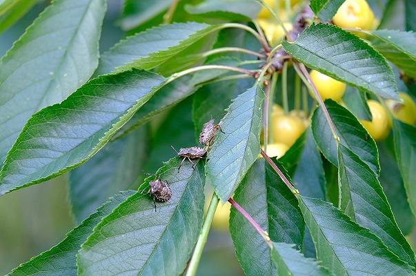 Veneto: la cimice asiatica prolifera a causa del caldo con cove di 200 uova