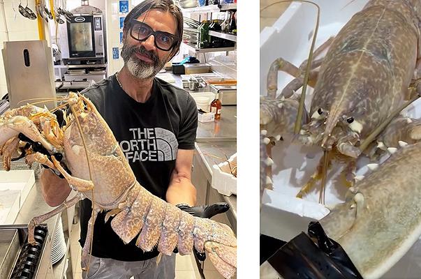 Fiumicino: pescatori donano a un ristorante un astice blu da 5kg