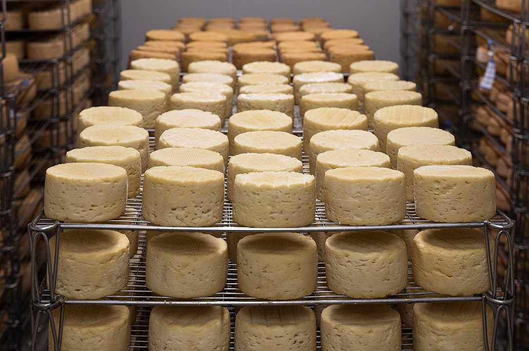 Mezzomonreale: sequestrate 3 tonnellate di cagliata e 70 forme di formaggio non in regola
