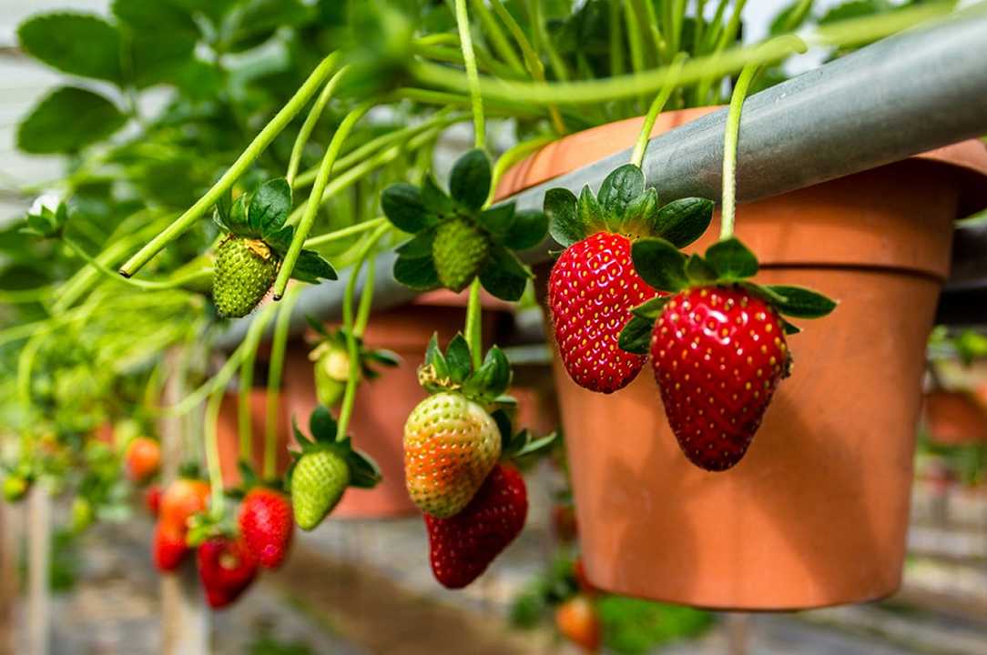 Frutta e ortaggi: 7 italiani su 10 comprano piante per il balcone, secondo Coldiretti