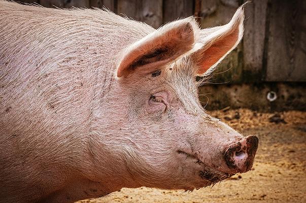 Peste suina: per l’Efsa rischio maggiore con gli allevamenti all’aperto