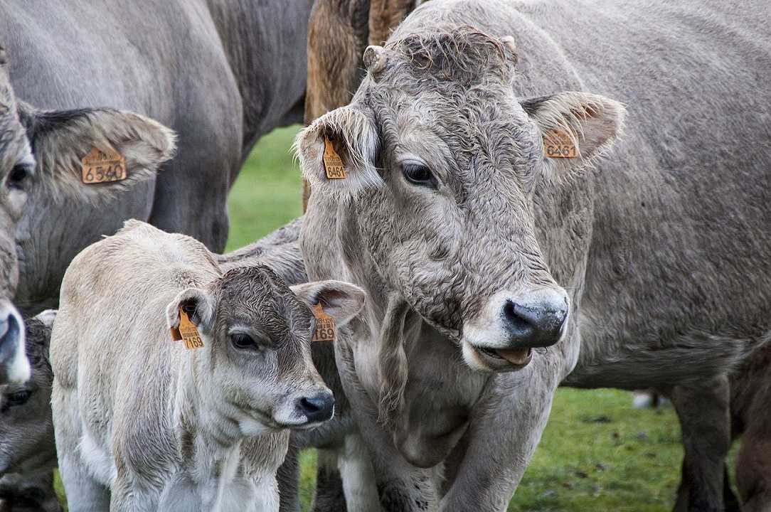 Verona: scoppia un incendio in un allevamento, 500 mucche salvate