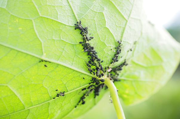 Agricoltura: il cambiamento climatico aumenta la diffusione dei parassiti, colture a rischio