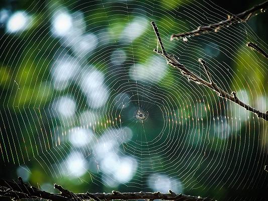 Australia: i ragni fuggono dalle inondazioni e i campi sono ricoperti di ragnatele