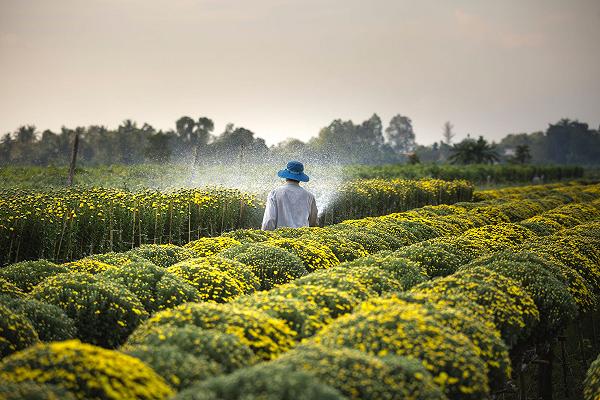 Glifosato: secondo l’European Chemicals Agency non è cancerogeno