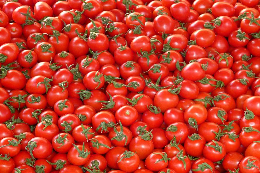 Campania: sequestrate 821 tonnellate di pomodori egiziani contaminati da pesticidi