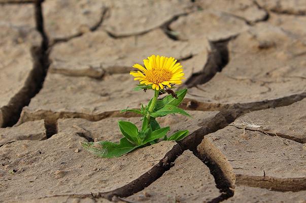 Agricoltura: in Italia colture in sofferenza a causa della siccità e degli insetti