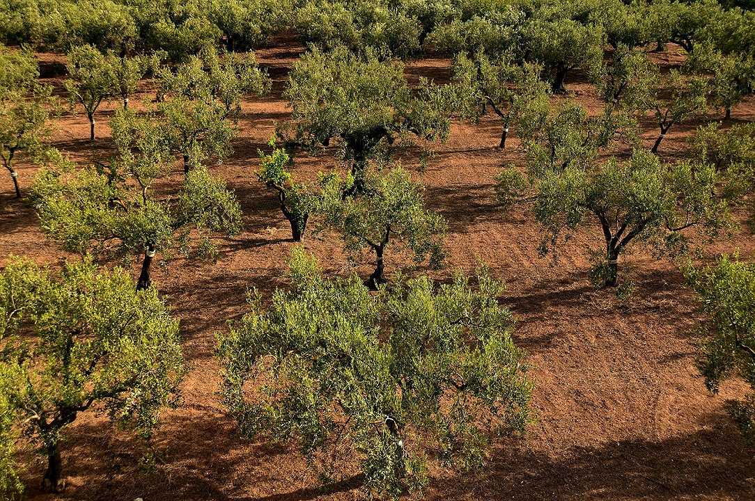 Puglia: verranno piantumati 500 ulivi resistenti alla Xylella