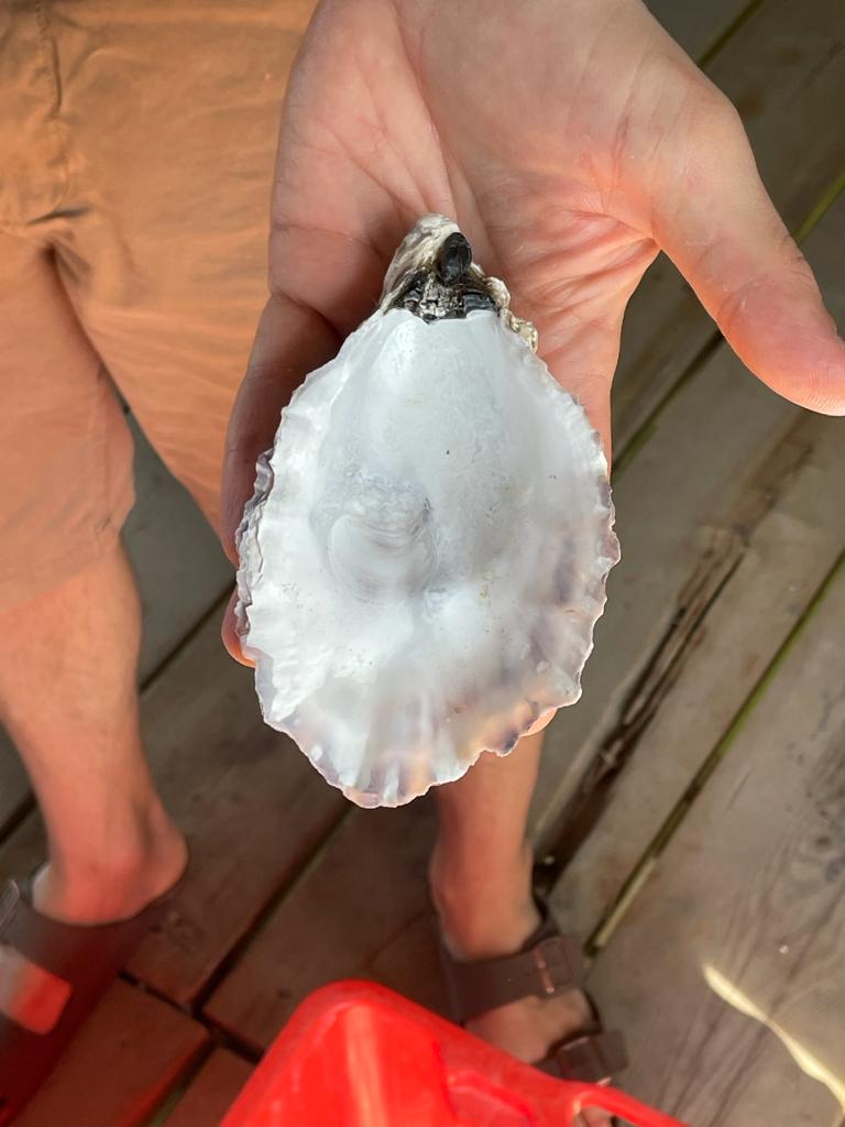 guscio di ostrica perla del delta