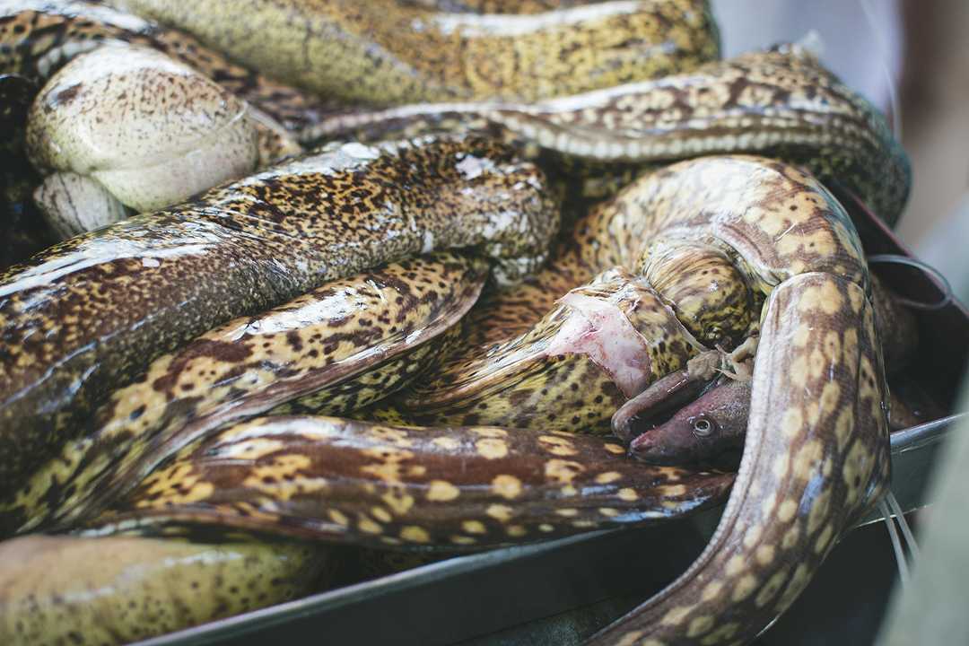 Pescara, denunciati quattro bracconieri per pesca abusiva di anguille