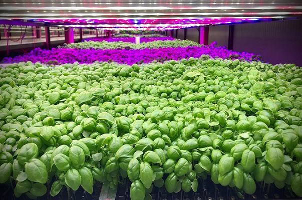 Barilla produrrà basilico e micro-ortaggi in vertical farming con la startup ZERO