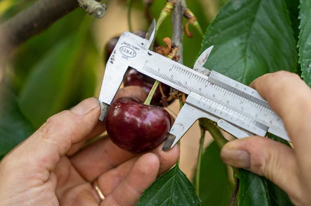 Ciliegia da record: a Pecetto trovato frutto che pesa più di 33 grammi