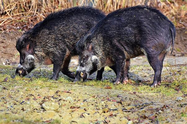 Peste suina africana: in Piemonte abbattuti 7mila capi infetti