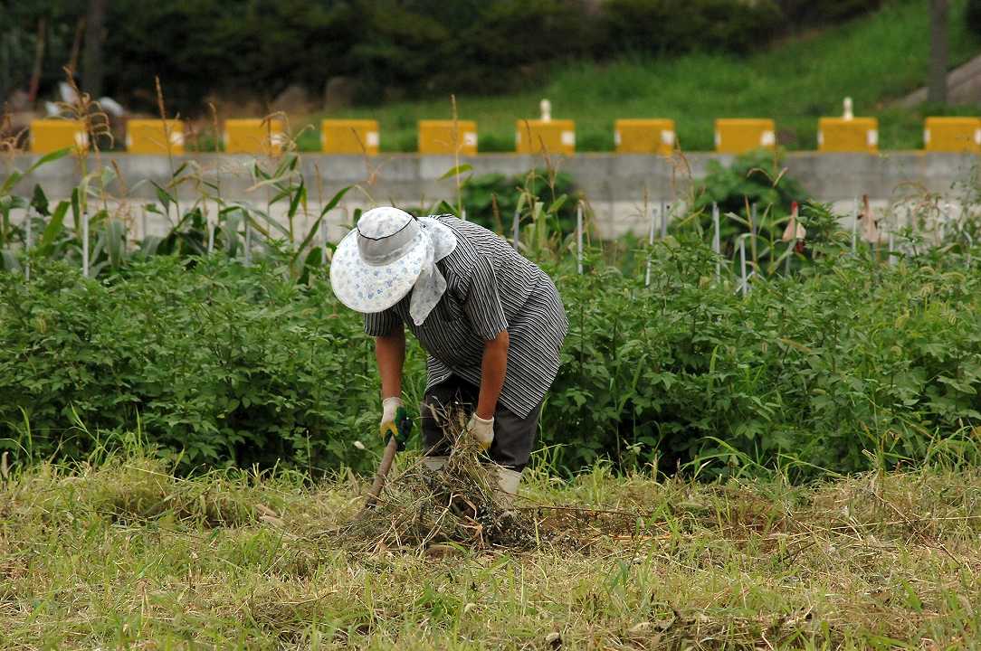 Afragola: vietato lavorare nei campi nelle ore più calde
