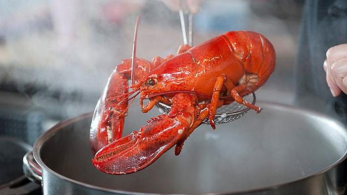 Vietato cuocere vive le aragoste: il regalo di Natale per gli animali inglesi