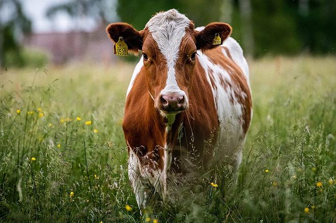 mucca