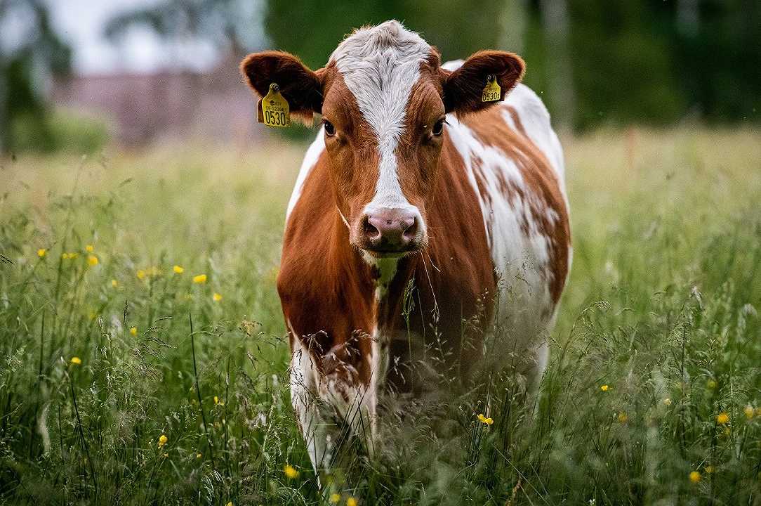 L’Olanda vuole ridurre di un terzo gli animali allevati