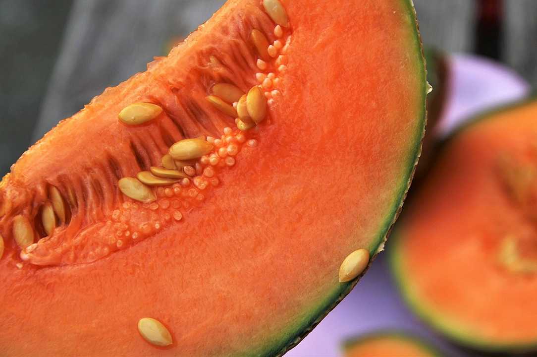 Melone, il maltempo fa schizzare i prezzi: +14% in 7 giorni