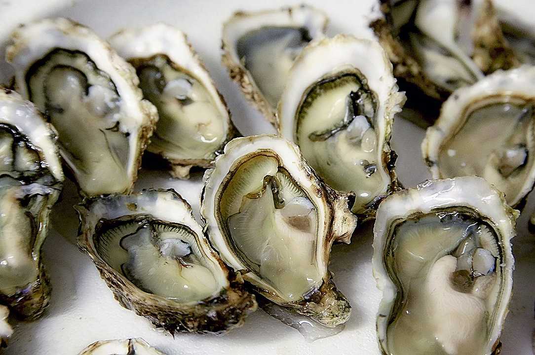 Florida: mangia ostriche contaminate da batteri al ristorante, muore poco dopo