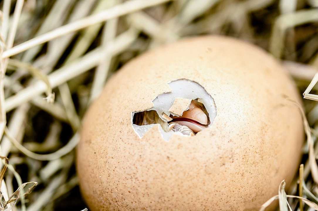 Francia: vietato uccidere i pulcini maschi negli allevamenti