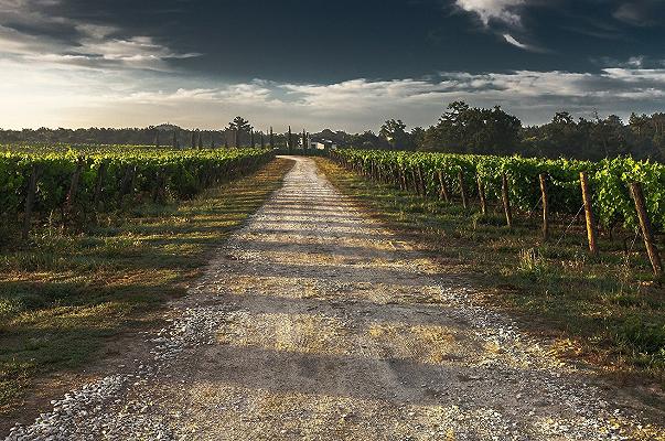 Bari: furti in vigna, rubati quintali di uva