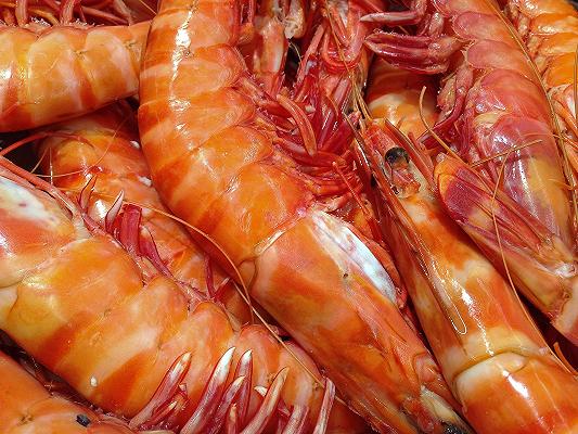 Pesca a strascico in Liguria: limite del 40% per gamberi pregiati rosso e viola