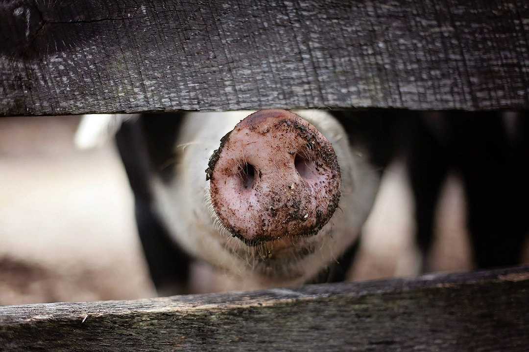 Regno Unito, 70mila maiali a rischio abbattimento: non c’è chi li macella