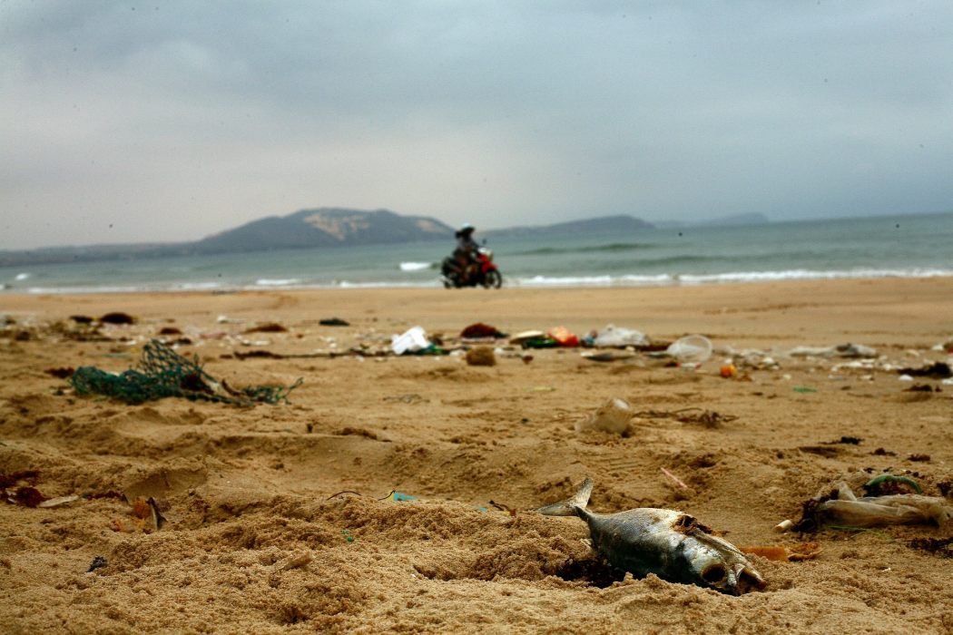pesci morti in spiaggia