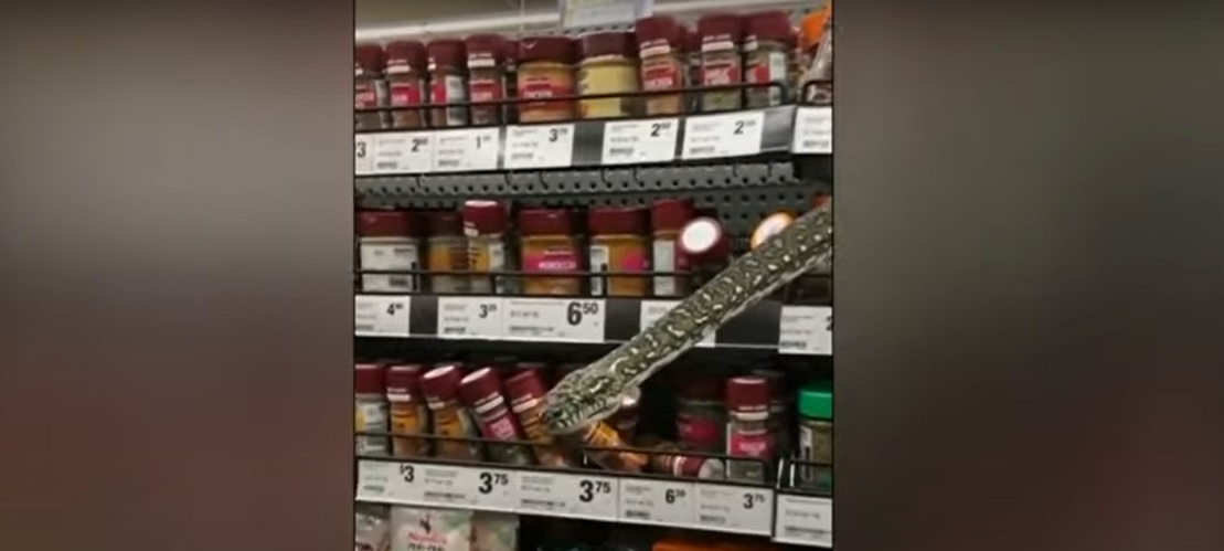 Supermercati: in Australia un pitone si nascondeva fra gli scaffali