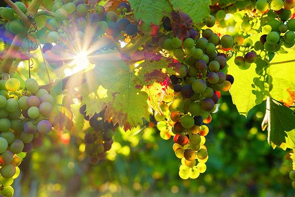 Cantine Aperte in Vendemmia: parte il nuovo format del Movimento Turismo del Vino