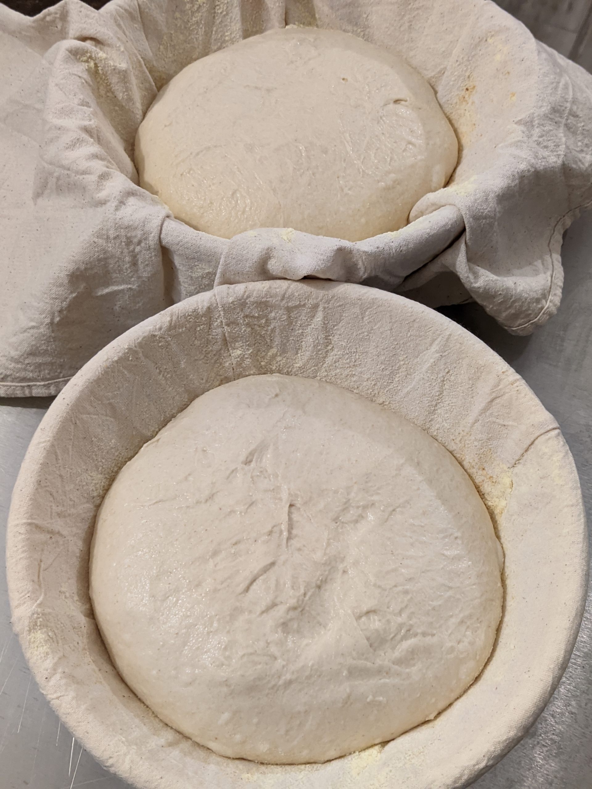 Bufala grano duro - Grano duro preforma 2