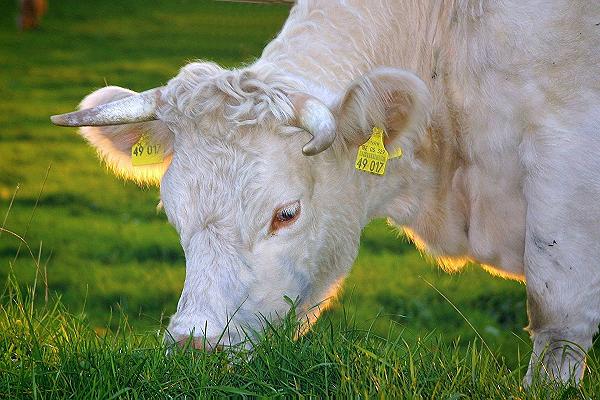 Siccità, la discesa delle mucche dagli alpeggi viene anticipata di due mesi