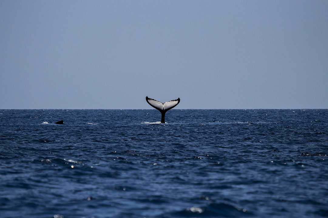 Islanda, dal 2024 niente più caccia alle balene