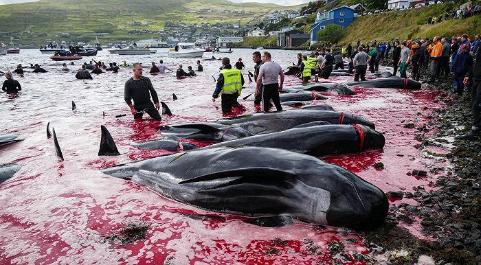La annuale mattanza di balene e delfini alle Isole Faroe riaccende polemiche ipocrite e auto-assolutorie