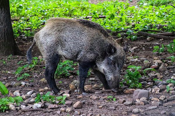 Peste suina africana, trovati altri 3 casi in Piemonte e Liguria: il totale sale a 104