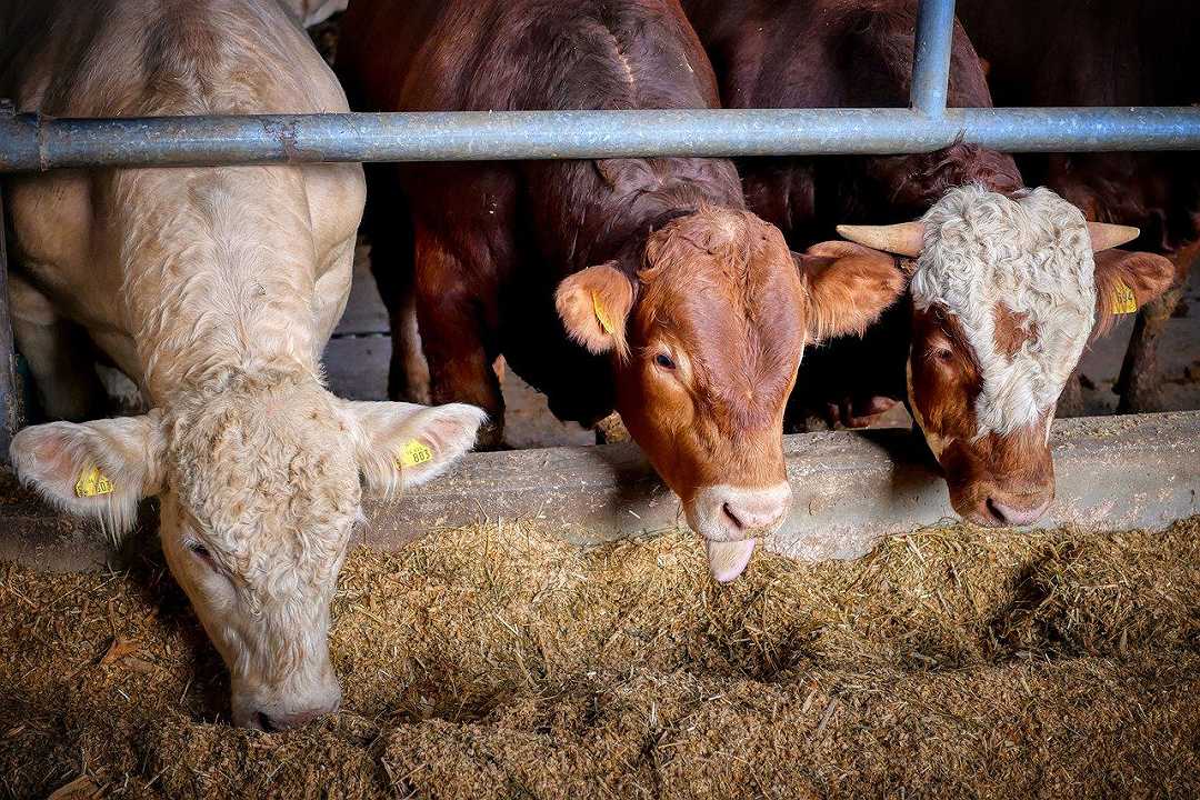 Siccità, è emergenza anche negli allevamenti: la produzione di latte cala del 10%