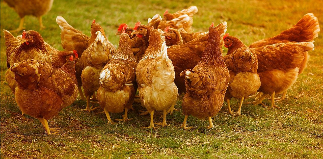 Supermercati: Despar Centro-Sud dice basta alle uova di galline allevate in gabbia