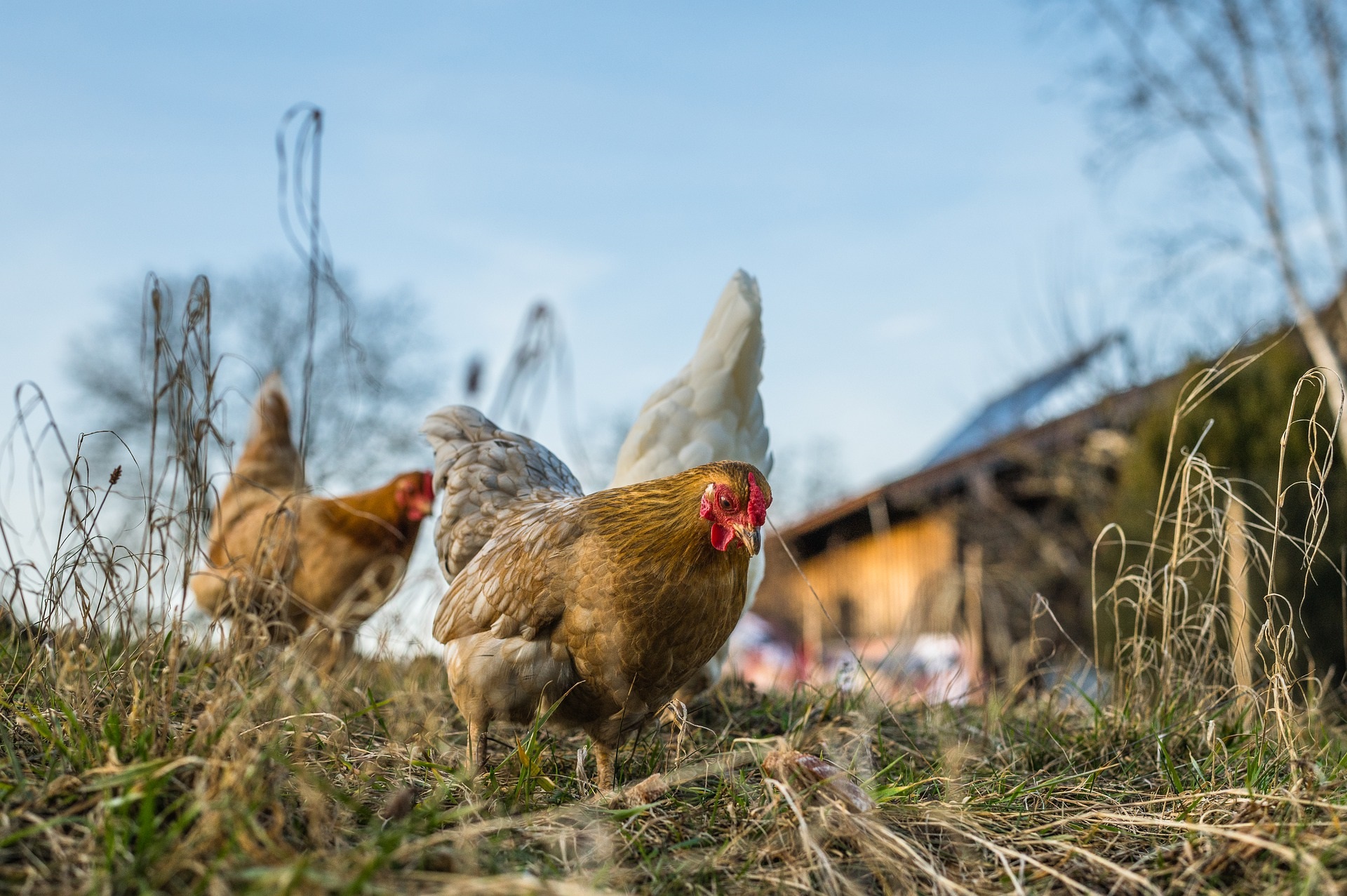 galline