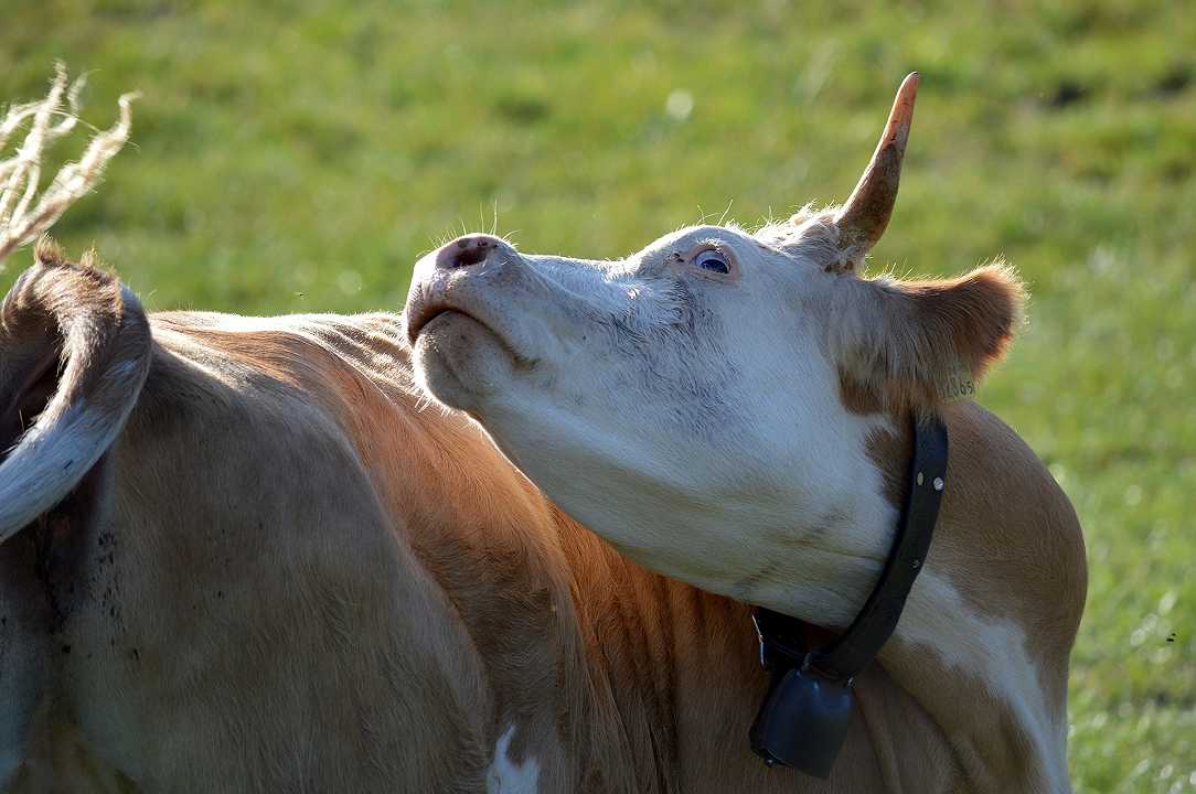 Brasile: 2 casi di mucca pazza, bloccata l’esportazione della carne bovina