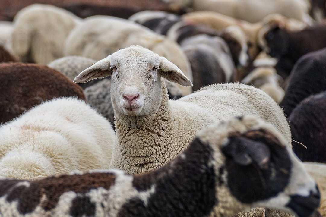 Sardegna, aumentano le macellazioni di ovini (+58%) a causa dei rincari ai costi di produzione