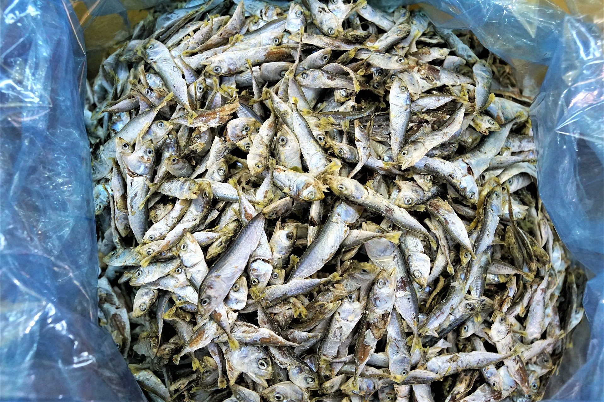 pesce