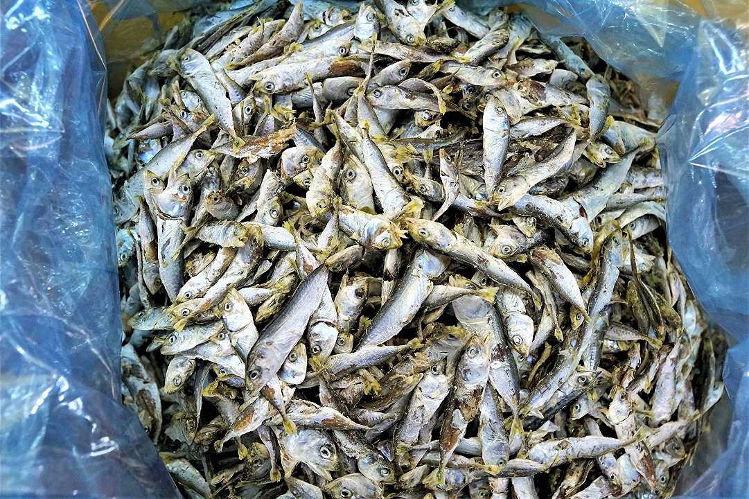 Prato: sequestrati 800 kg di pesce scaduto nascosti in un supermercato