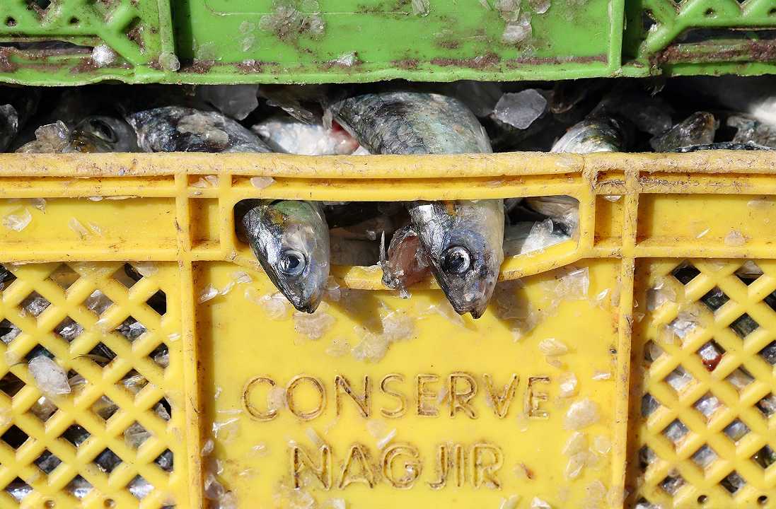 Pesce, sequestrate 170 tonnellate in tutta Italia